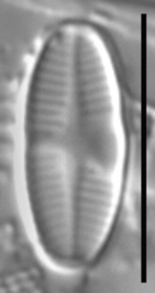 Psammothidium lauenburgianum LM2