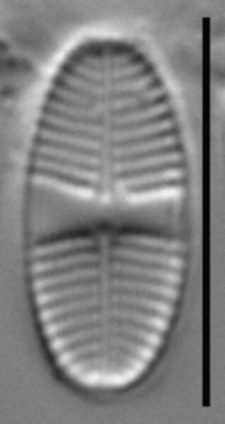 Psammothidium lauenburgianum LM3