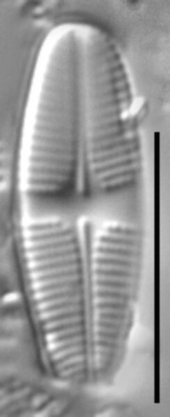 Psammothidium lauenburgianum LM4