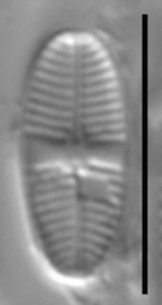 Psammothidium lauenburgianum LM6