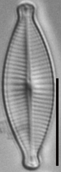 Geissleria declivis LM4