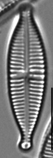 Gomphonema Lagenula LM4