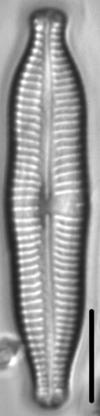 Gomphonema nathorstii LM2