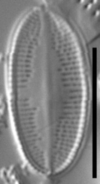 Psammothidium nivale LM4