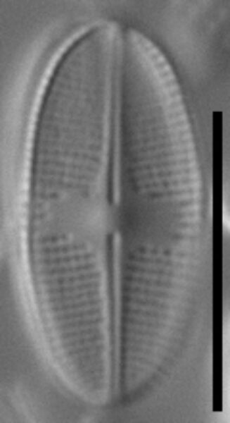 Psammothidium nivale LM3