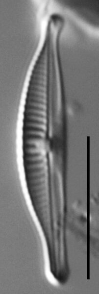 Halamphora subtilis LM2