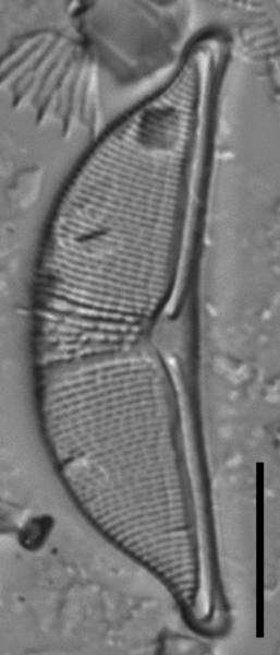 Halamphora elongata LM7