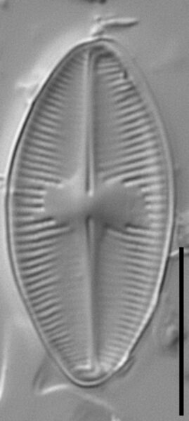 Psammothidium lacustre LM4