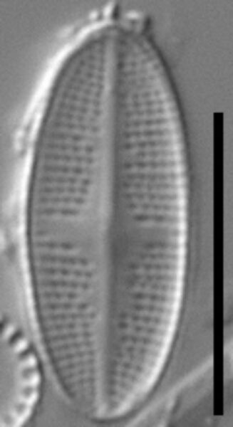 Psammothidium nivale LM2