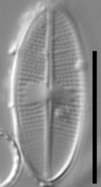 Psammothidium nivale LM5