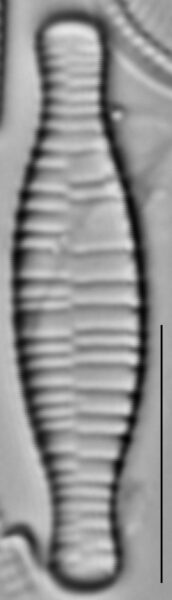 Fragilariforma bicapitata LM4