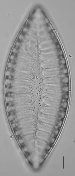 Iconella bifrons LM2