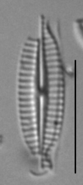 K Nitidiformis Holly29 10