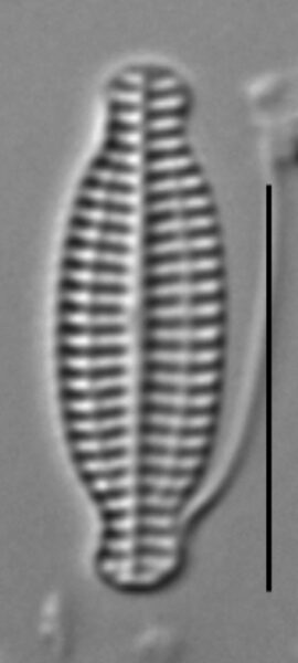 K Nitidiformis Holly29 9