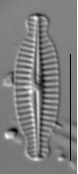 Karayevia Nitidiformis 1