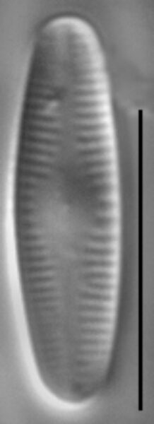 Achnanthidium kranzii LM5