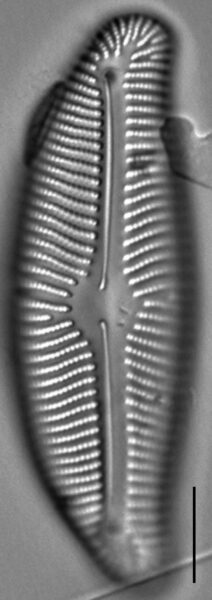 Encyonema leibleinii LM3