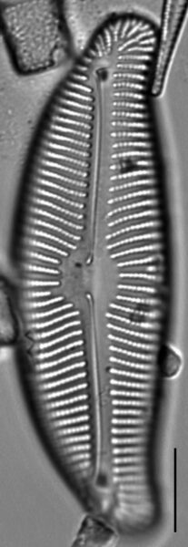 Encyonema leibleinii LM4