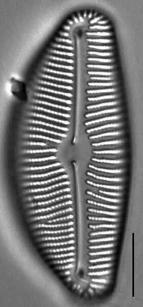 Encyonema leibleinii LM5