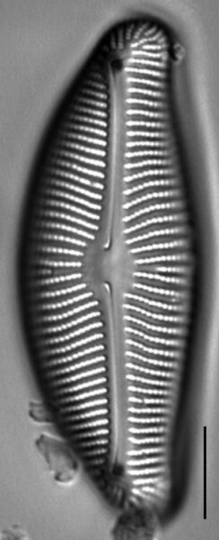 Encyonema leibleinii LM6