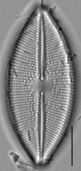 Lacustriella lacustris LM2