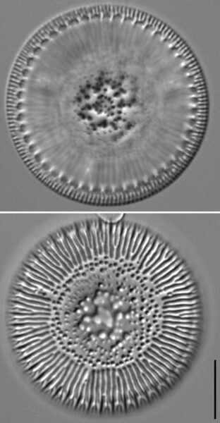 Lindavia eriensis LM5