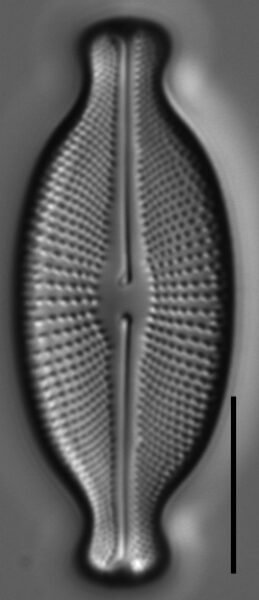 Cosmioneis hawaiiensis LM3