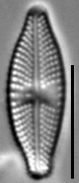 Luticola ignorata LM3