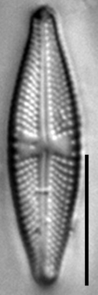 Luticola ignorata LM6