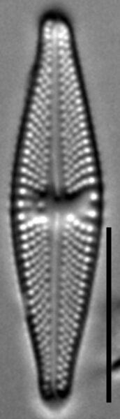 Luticola ignorata LM7