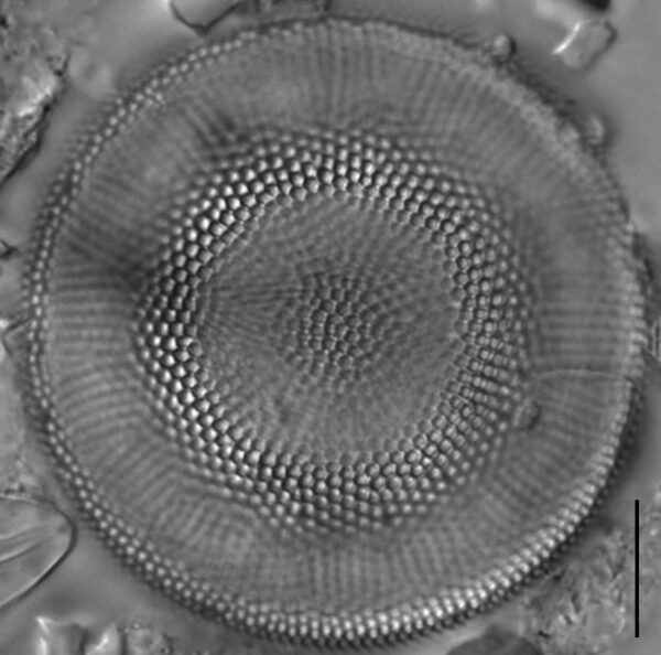 Actinocyclus normanii_LM3