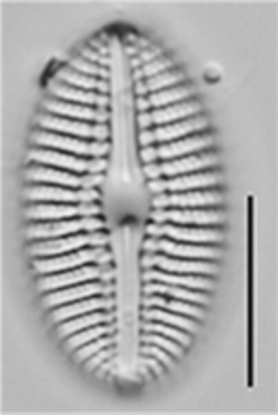 Diploneis puellafallax LM1