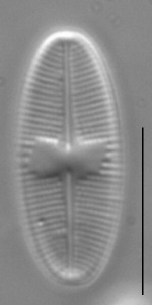 Psammothidium daonense LM1