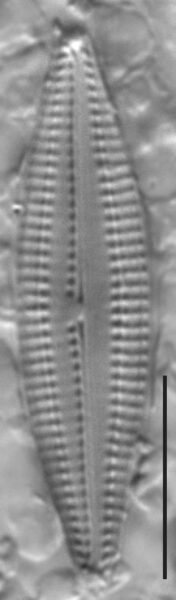 Biremis circumtexta LM4