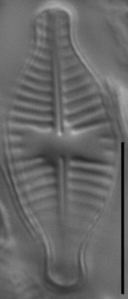 Planothidium dubium LM8