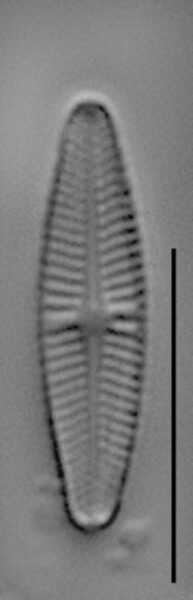 Achnanthidium eutrophilum LM1