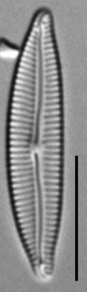 Encyonema evergladianum LM5