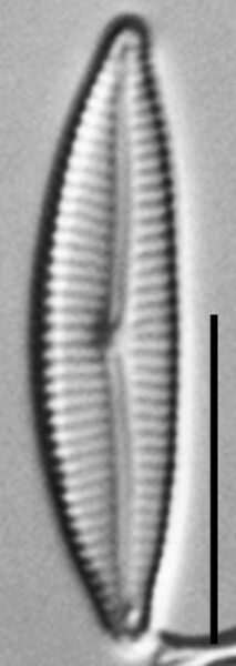 Encyonema evergladianum LM2