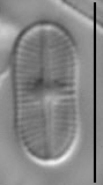 Psammothidium didymum LM6