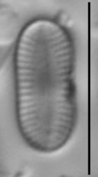 Psammothidium didymum LM5