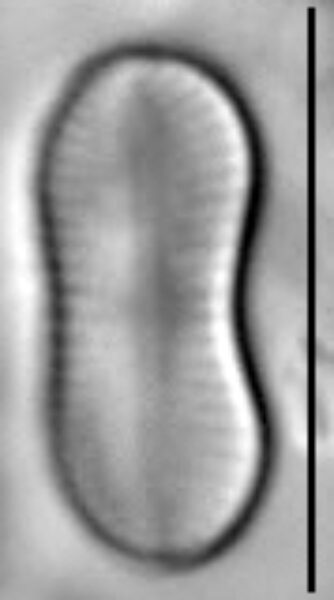 Psammothidium didymum LM3