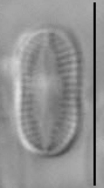 Psammothidium didymum LM2