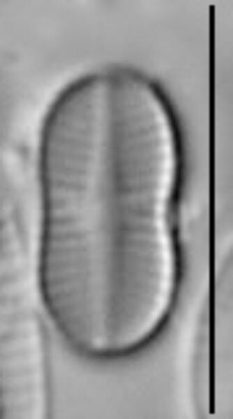 Psammothidium didymum LM1