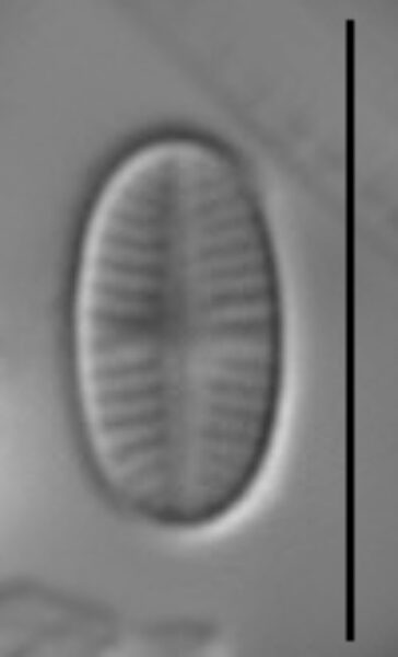 Psammothidium curtissimum LM5