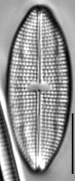 M Pseudosmithii 5