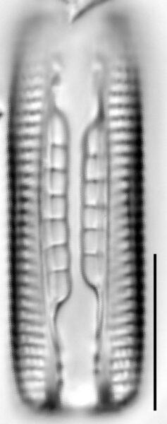 Mastogloia taralunae LM2