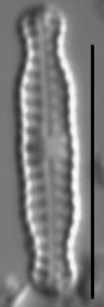 Chamaepinnularia soehrensis LM7