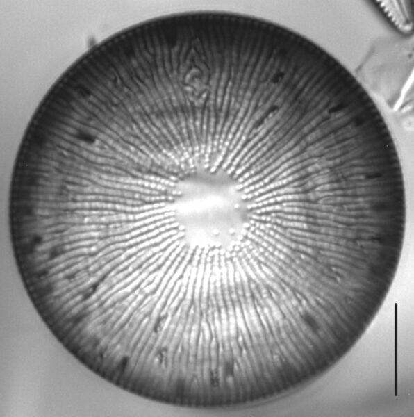 Melosira undulata LM7