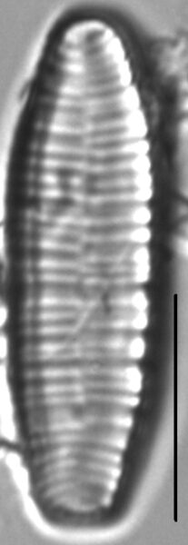 Meridion lineare LM3