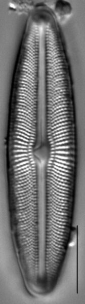 Muelleria agnellus LM2